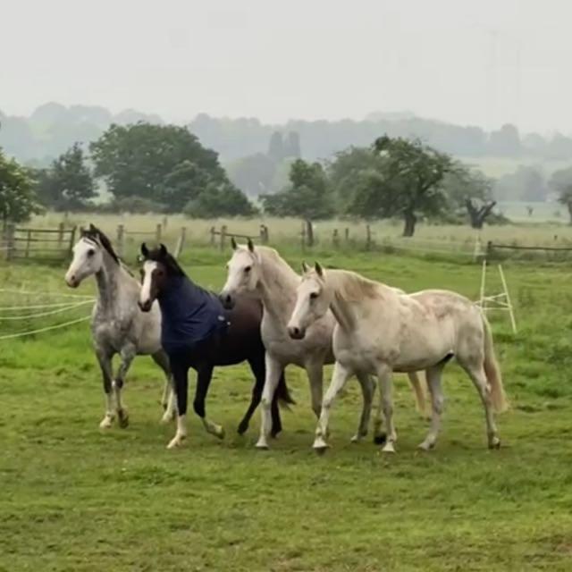 Gaestehaus White Horse Diedersen Coppenbrügge Esterno foto